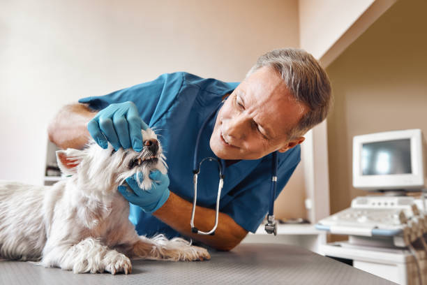 Best Emergency Dental Care for Broken or Chipped Teeth in Des C, AR